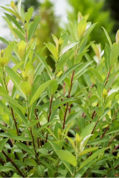 Верба тонкостовбурна Маунт Асо на штамбі зелене листя